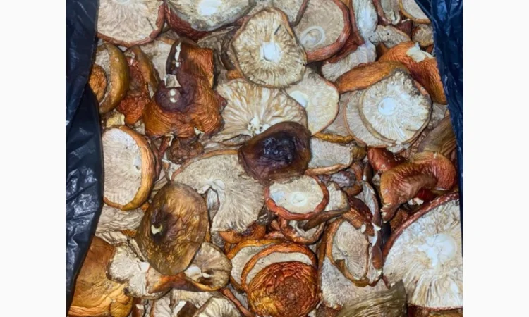 Продам мухомор червоний - фото № 1