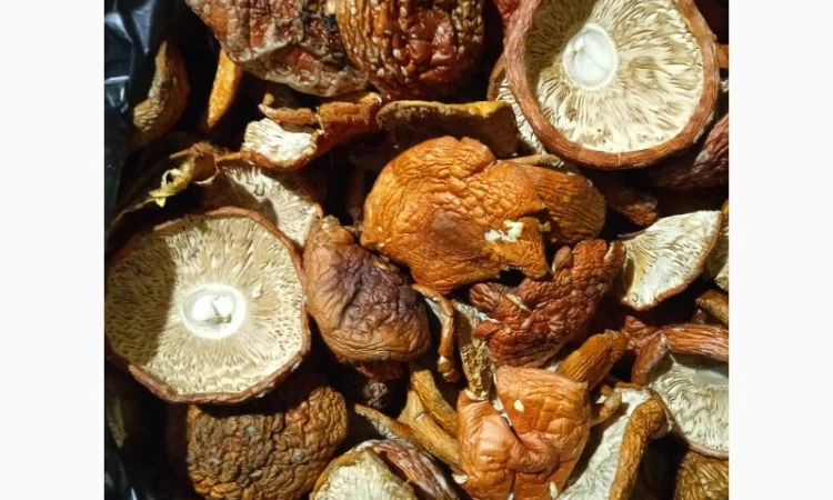 Продам мухомор червоний - фото № 10