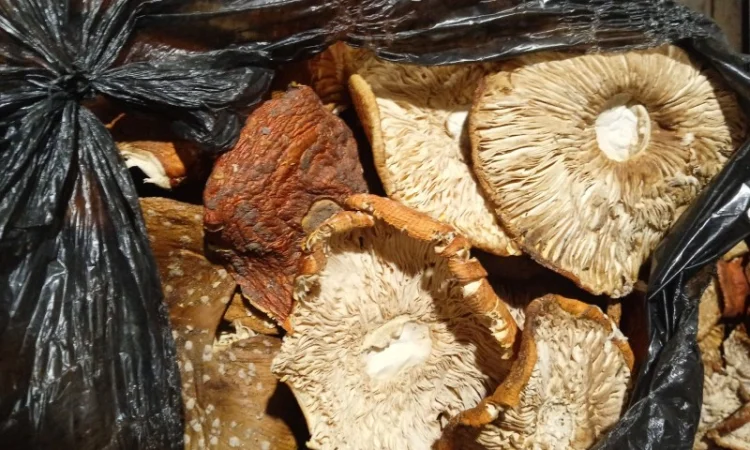 Продам мухомор червоний - фото № 11