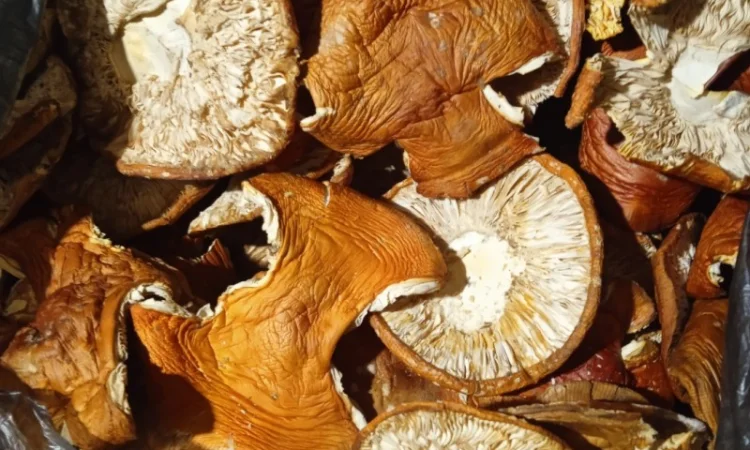 Продам мухомор червоний - фото № 12