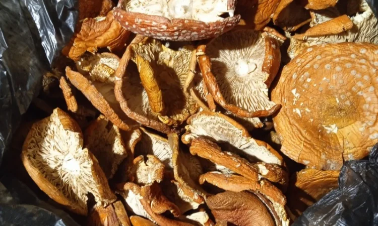 Продам мухомор червоний - фото № 13