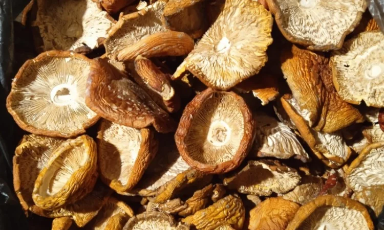 Продам мухомор червоний - фото № 14