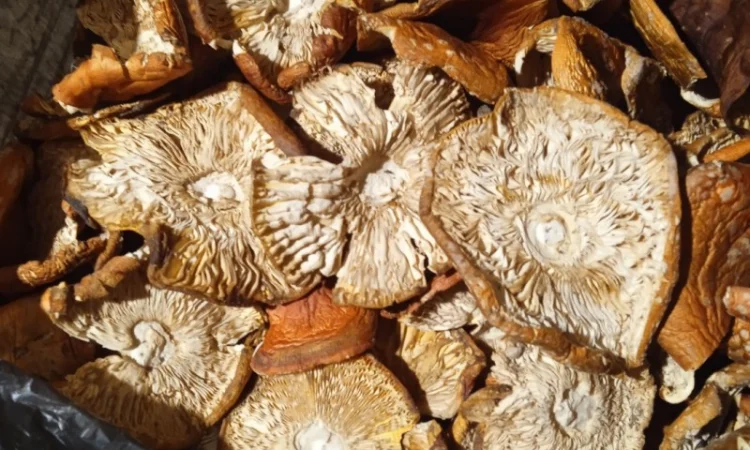 Продам мухомор червоний - фото № 15