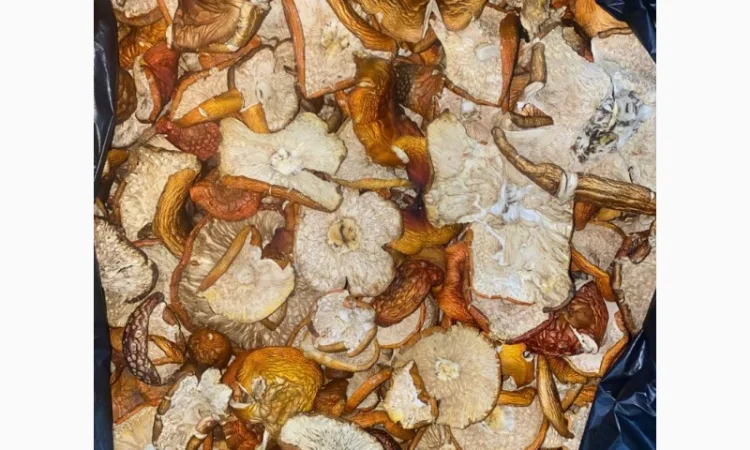 Продам мухомор червоний - фото № 2