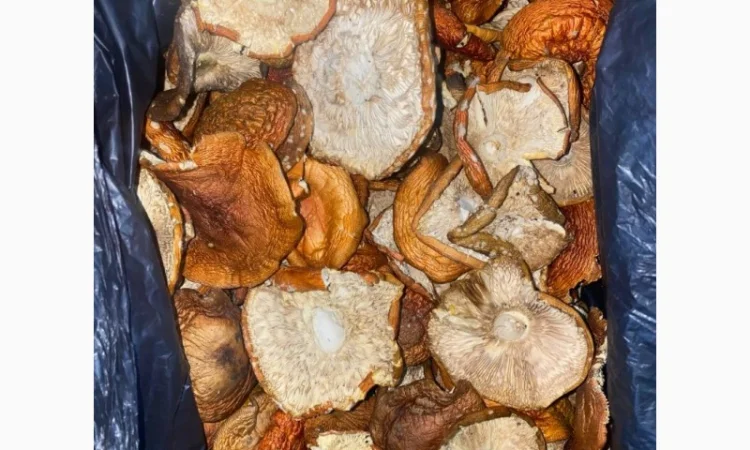 Продам мухомор червоний - фото № 3