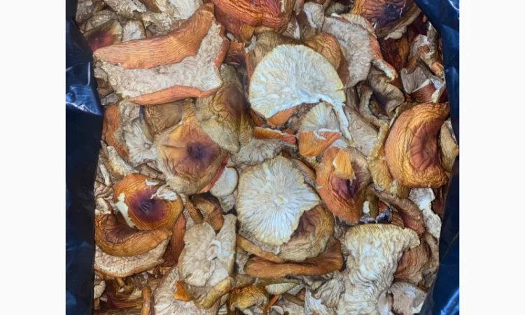 Продам мухомор червоний - фото № 4