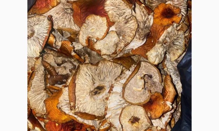 Продам мухомор червоний - фото № 6