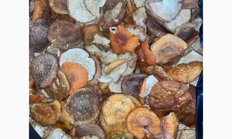 Продам мухомор червоний - фото № 7