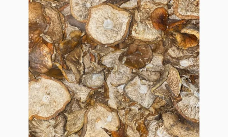 Продам мухомор червоний - фото № 8