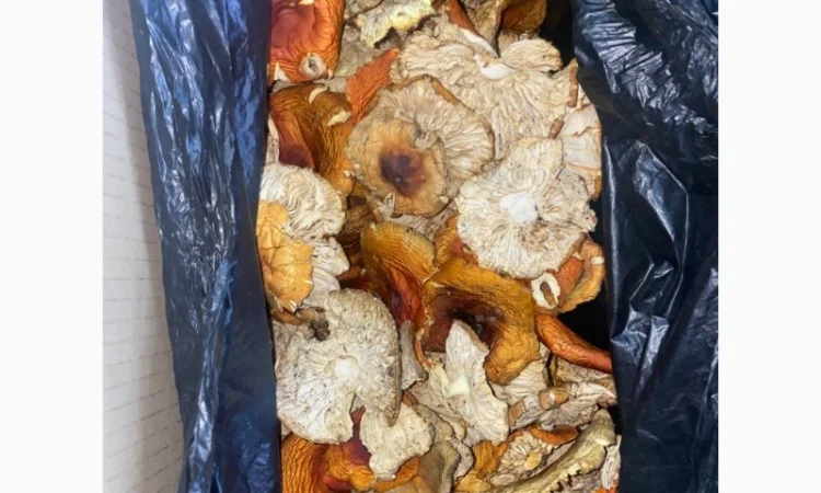 Продам мухомор червоний - фото № 9