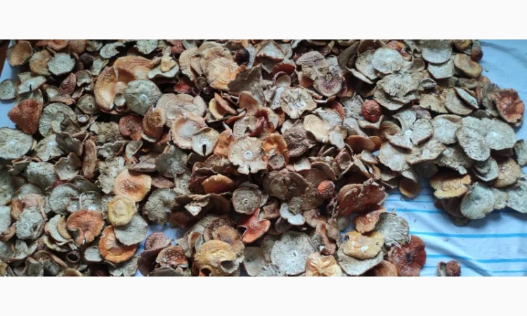 Мухомори червоні - фото № 1