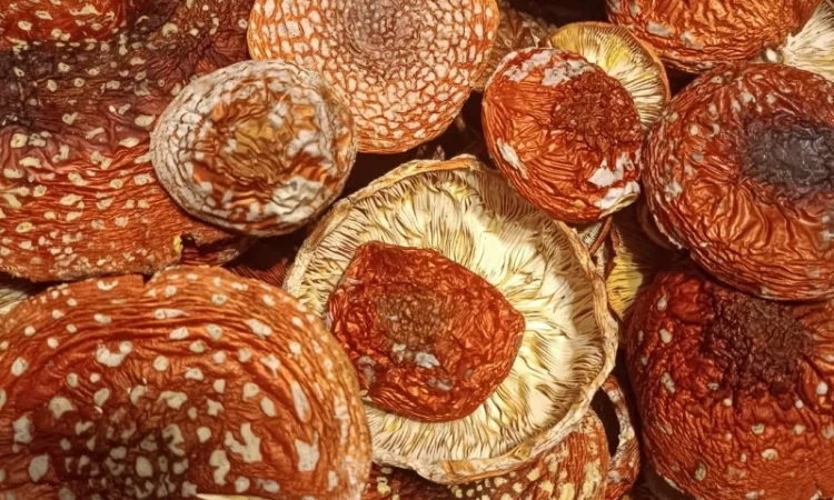 Продам Мухомор червоний ( Amanita M.) - фото № 1