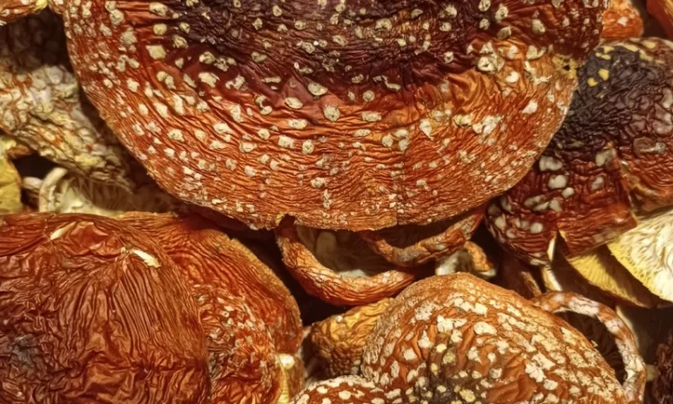 Продам Мухомор червоний ( Amanita M.) - фото № 2