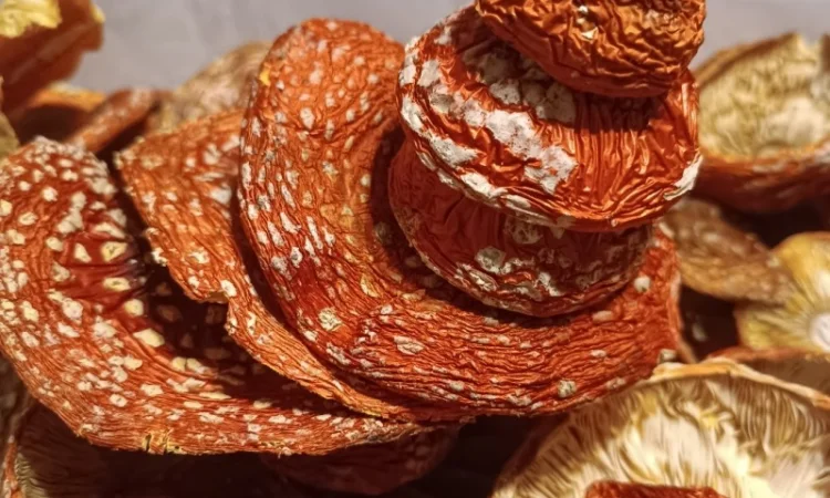 Продам Мухомор червоний - фото № 2