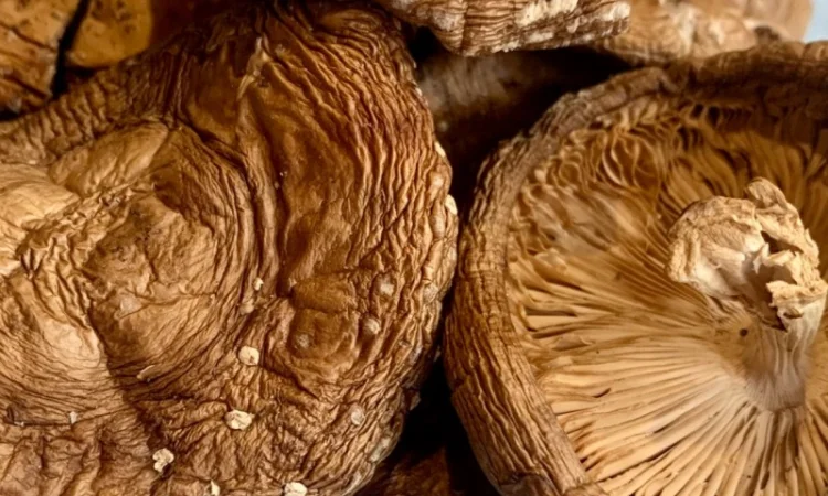 Мухомор Пантерний продам - фото № 1