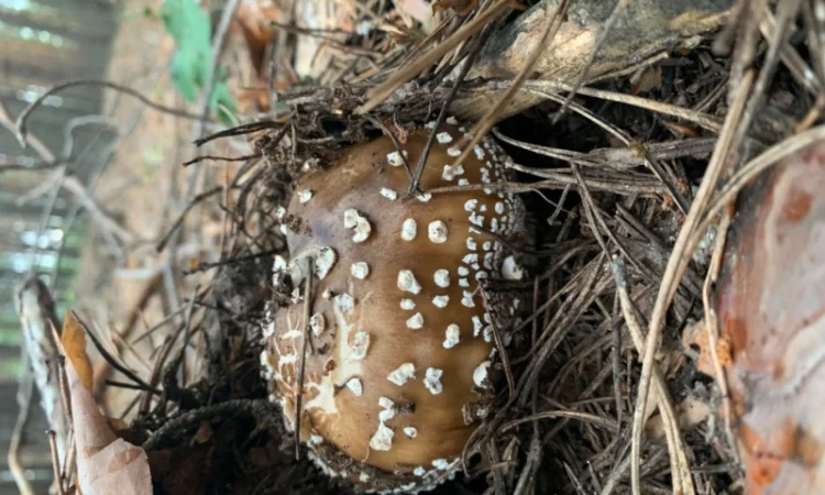 Мухомор Пантерний продам - фото № 2