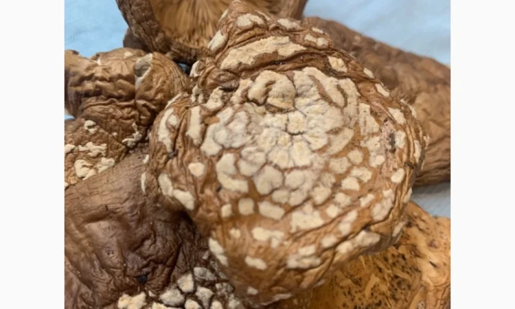 Мухомор Пантерний продам - фото № 3