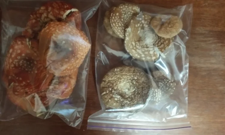 Шляпки сушеные мухомора пантерного - фото № 1