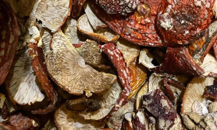 Продаю сушені гриби, мухомори - фото № 3