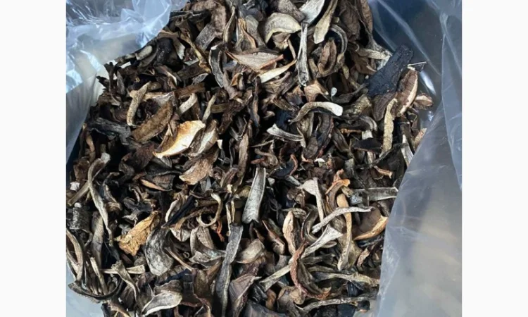 Куплю оптом козар підберезник підосичник дорого - фото № 1