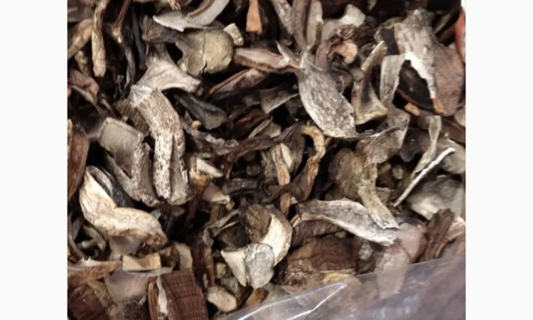 Куплю оптом козар підберезник підосичник дорого - фото № 2