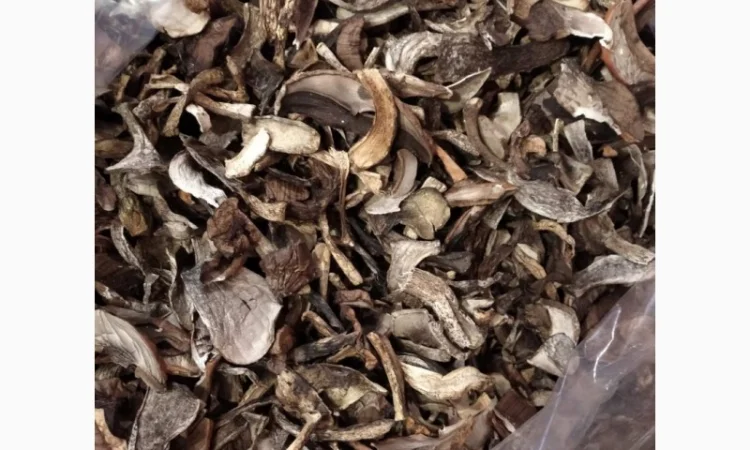 Куплю оптом козар підберезник підосичник дорого - фото № 3