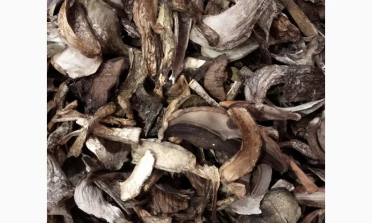 Куплю оптом козар підберезник підосичник дорого - фото № 4