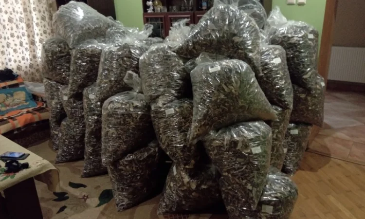 Куплю оптом козар підберезник підосичник дорого - фото № 5