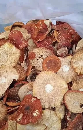 Продам мухоморы оптом - фото № 1