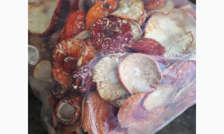 Продам мухоморы оптом - фото № 2