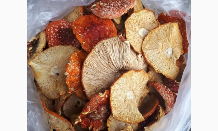 Продам мухоморы оптом - фото № 3