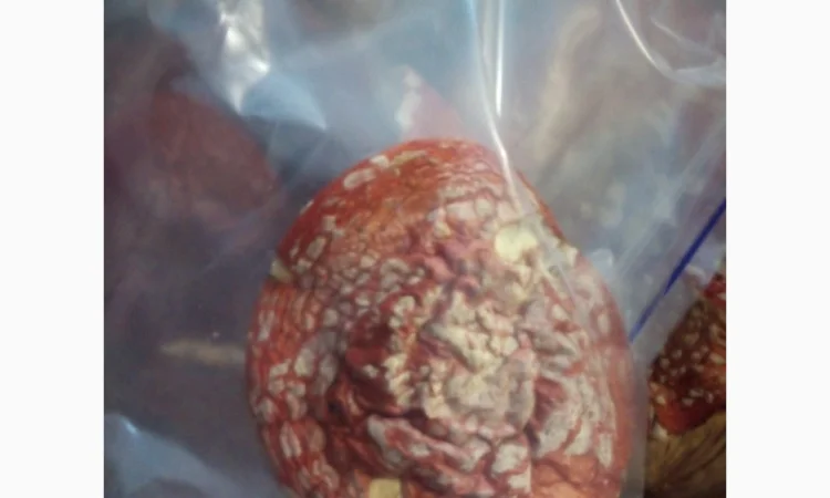 Мухомори сушені шапочки Зібрані у високогір'ї Карпат 2023р - фото № 1