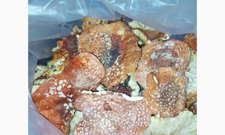 Мухомори сушені шапочки Зібрані у високогір'ї Карпат 2023р - фото № 2