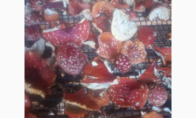 Мухомори сушені шапочки Зібрані у високогір'ї Карпат 2023р - фото № 3