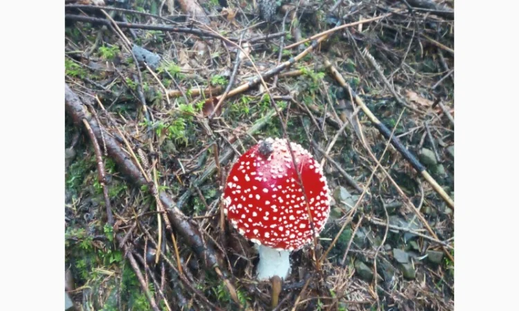 Мухомори сушені шапочки Зібрані у високогір'ї Карпат 2023р - фото № 4