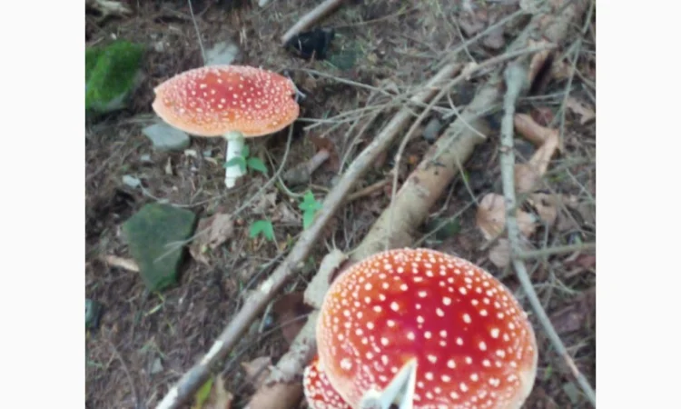 Мухомори сушені шапочки Зібрані у високогір'ї Карпат 2023р - фото № 5