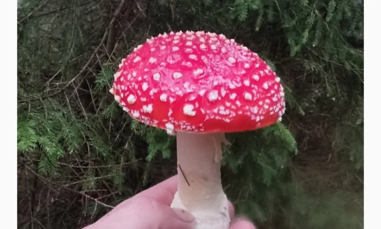 Мухомори сушені шапочки Зібрані у високогір'ї Карпат 2023р - фото № 6