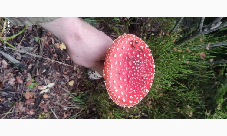 Мухомори сушені шапочки Зібрані у високогір'ї Карпат 2023р - фото № 7