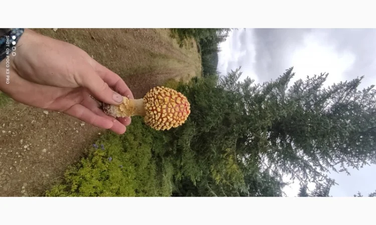 Продам Мухомор Королівський, справжній Карпатський Amanita Regalis - фото № 1