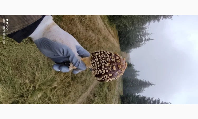 Продам Мухомор Королівський, справжній Карпатський Amanita Regalis - фото № 2