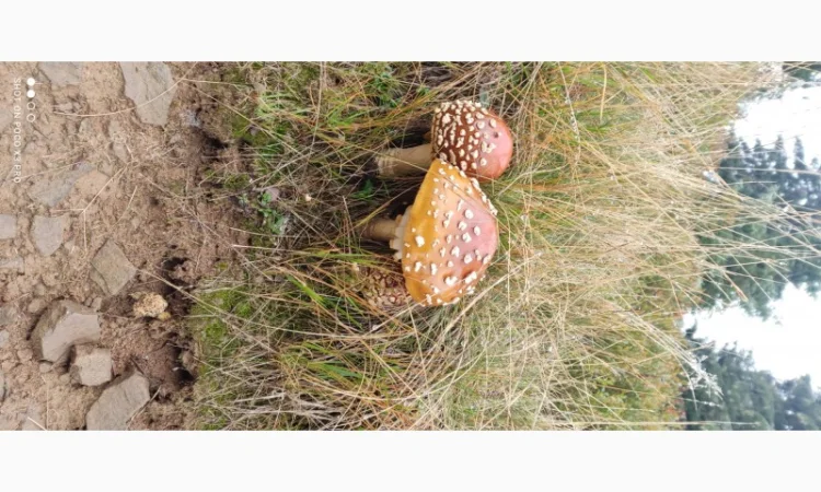 Продам Мухомор Королівський, справжній Карпатський Amanita Regalis - фото № 3
