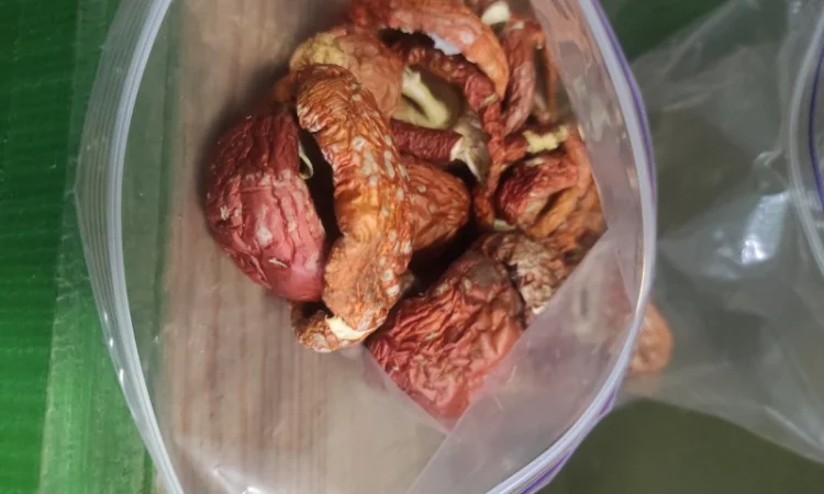 Продам червоний мухомор - фото № 1