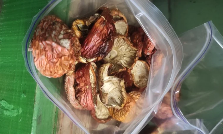 Продам червоний мухомор - фото № 2