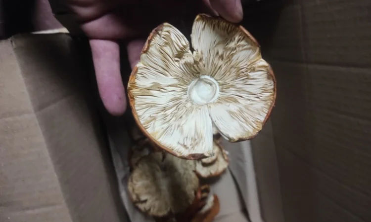 Продам червоний мухомор - фото № 3