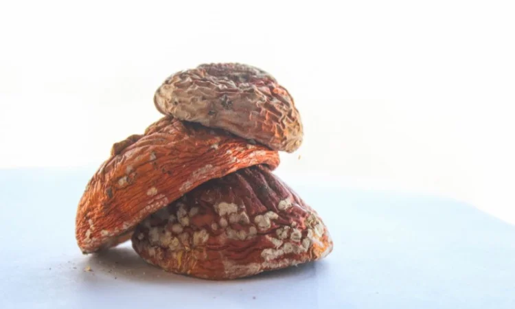 Мухомор Червоний оптом - фото № 1