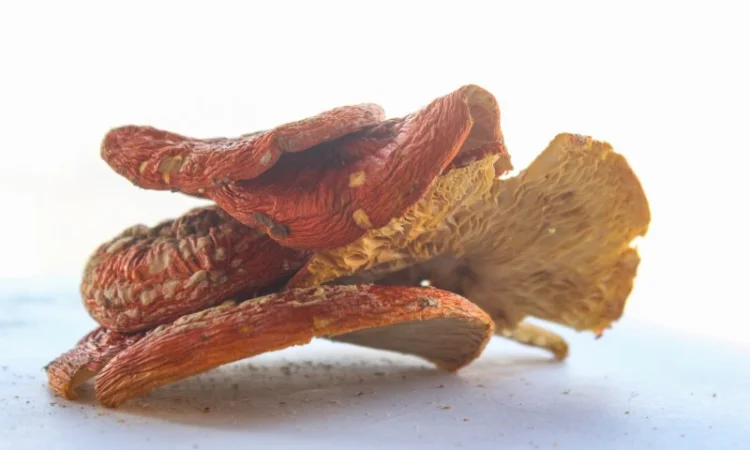 Мухомор Червоний оптом - фото № 2