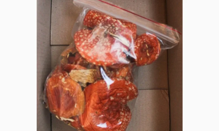 Мухомор червоний Amanita muscaria першого сорту - фото № 1