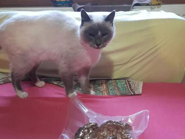 Мухомор пантерний перший сорт - фото № 1