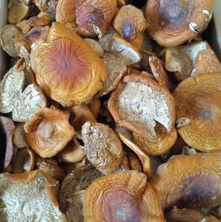 Продам сушений мухомор 1 и 2-ой сорт - фото № 1