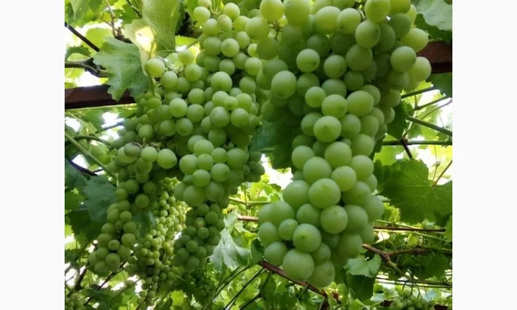 Продам грибы - фото № 4